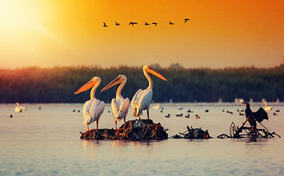 Bird watching in the Danube Delta tour
